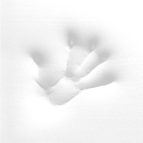 Determine your desired pillow firmness level.