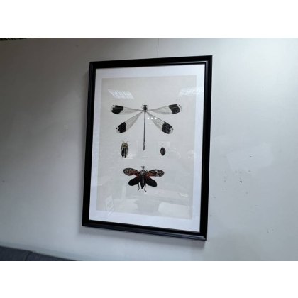 Mind the Gap Libellula Picture