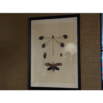 LIBELLULA LIBELLULA