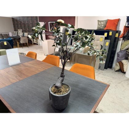 PINK CREAM CAMELLIA TREE