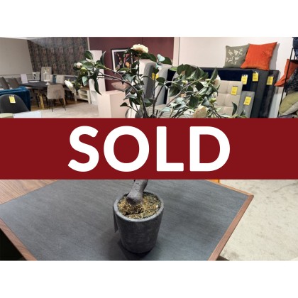 PINK CREAM CAMELLIA TREE