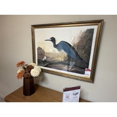 Blue Crane picture