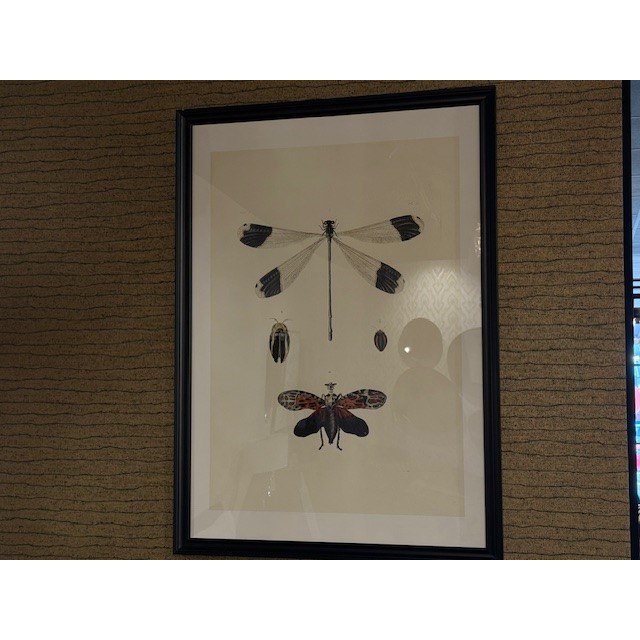 LIBELLULA LIBELLULA