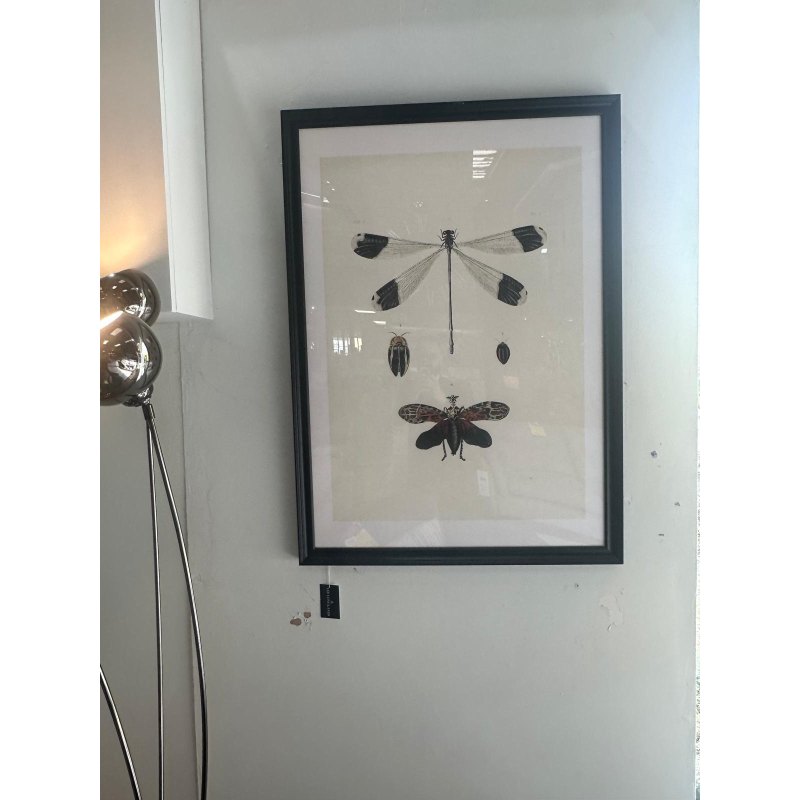 Libellula Picture M315 0005 Libellula Picture M315 0005