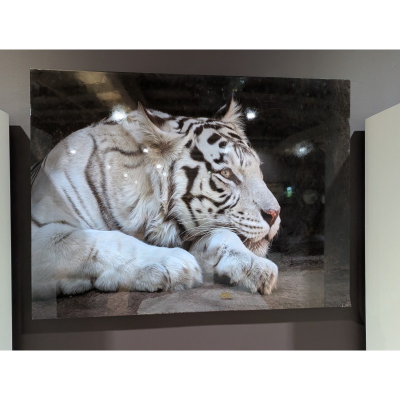 Picture, Animals - Tiger Picture, Animals - Tiger