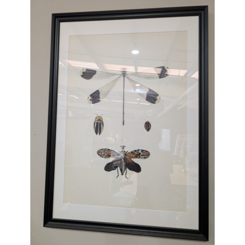 Picture - Libellula Picture - Libellula