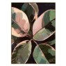 Ficus Framed Canvas