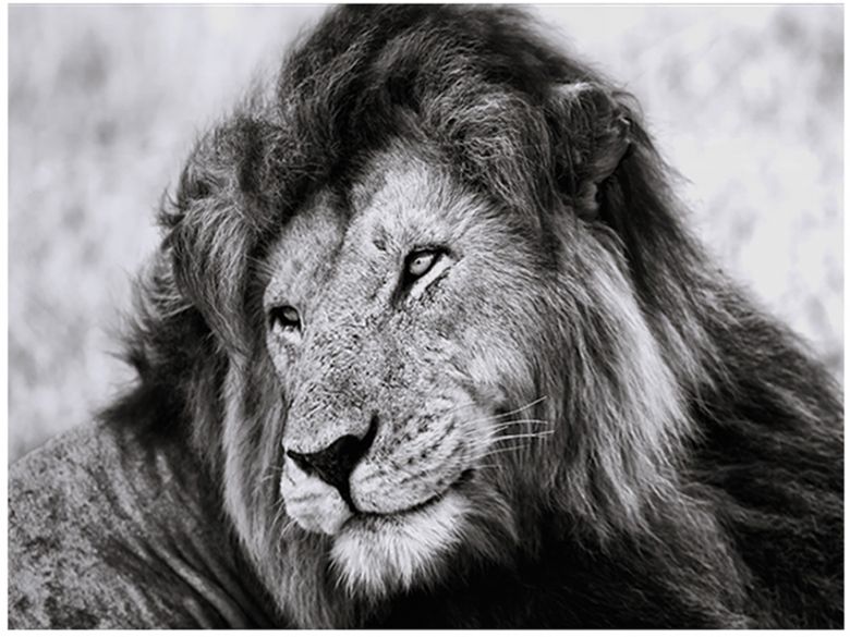 Animales - Lion