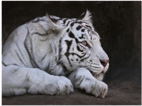 Animales - Tiger